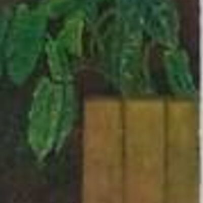 ต้นไม้ตลาดอ.นัน